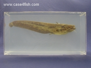 Foto Galerie/Siluriformes/Silurus glanis/Silurus glanis_02_S.jpg
